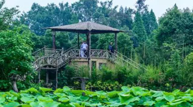 成都海棠花景区,西南最大的海棠花基地在哪里
