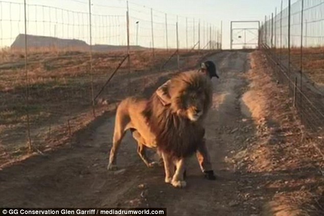 南非狮爬路中间休息,南非雄狮鬃毛