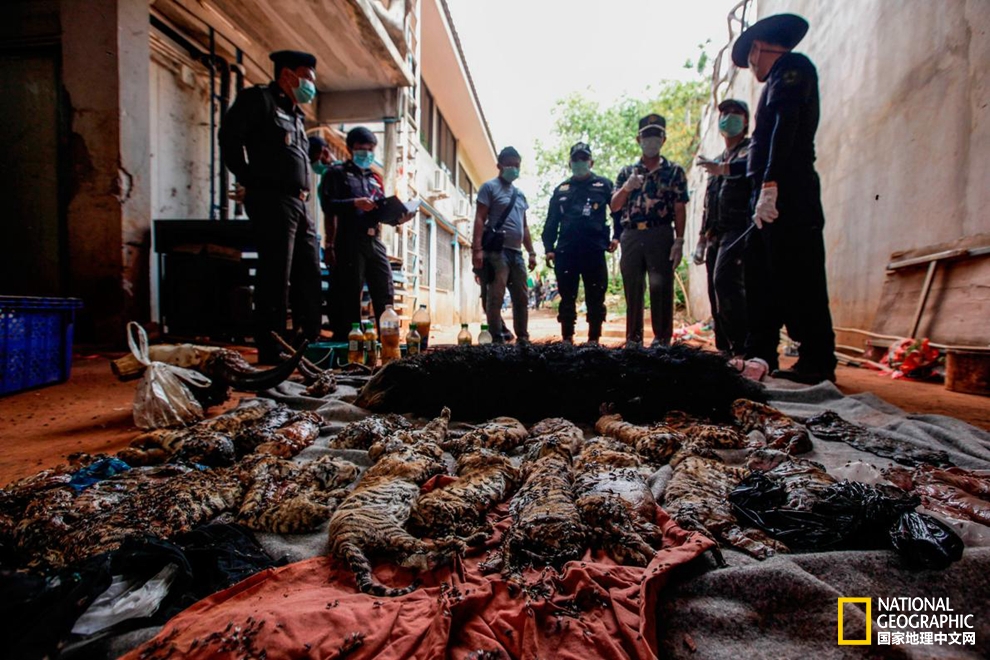 泰国老虎寺事件,老虎庙泰国后续