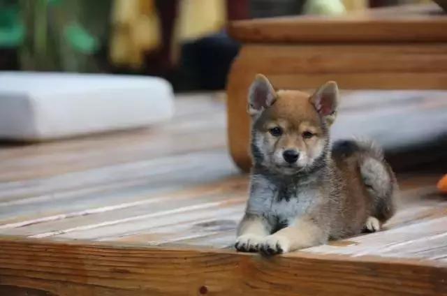 黄磊做佛跳墙,黄磊做佛跳墙视频完整版