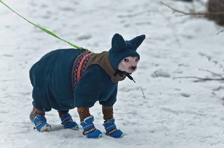 一种很奇怪的猫,一种长得很奇怪的猫