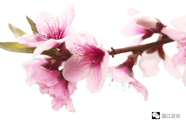 欣赏三生三世十里桃花美景,带你看风景三生三世十里桃花