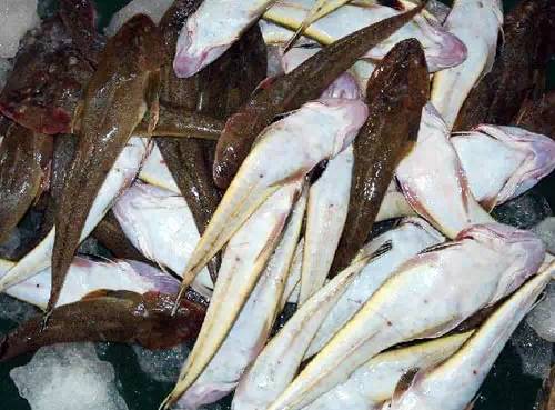 威海的海鲜什么时候是旺季,威海应季海鲜