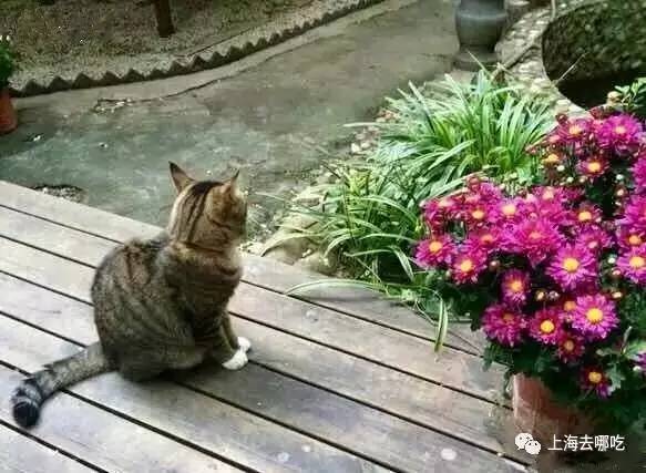 魔都这10家萌宠餐厅酒店，拯救留守在家的喵喵狗狗！咖啡、汉堡、江景……和主子腻在一起！