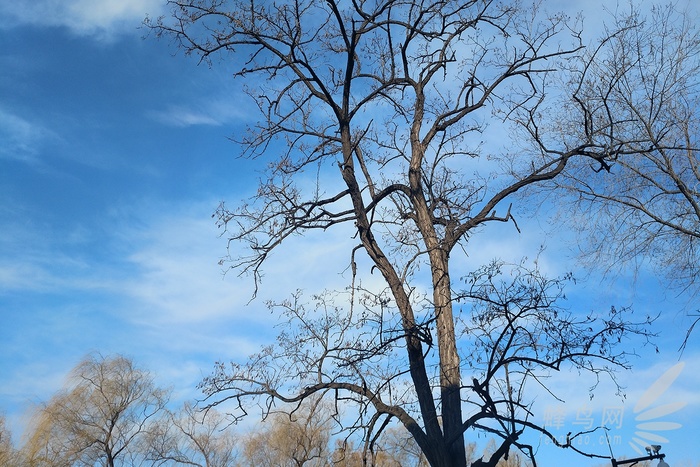 百诺便携相机三脚架评测,百诺三脚架if19对比mc19