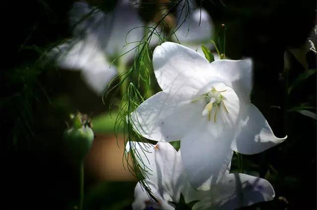 桔梗花：爱你永不悔