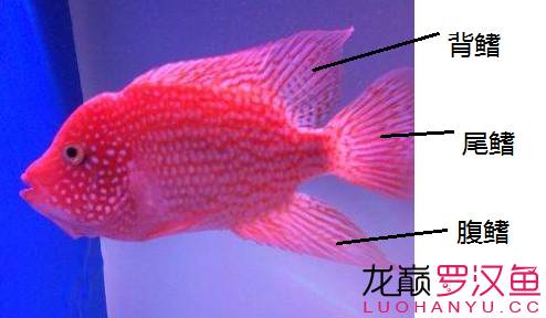罗汉鱼饲养术语,罗汉鱼饲养法图解