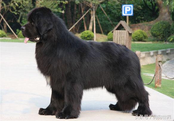 可爱呆萌狗狗资料,狗狗15种寄生虫病详细资料图