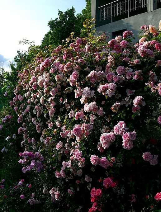 一个古老的品种——波旁藤本月季