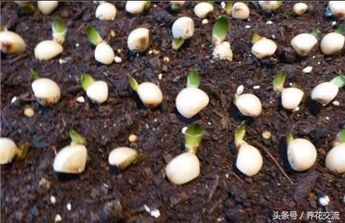 刚长出来的君子兰小苗,君子兰种子发芽生长速度