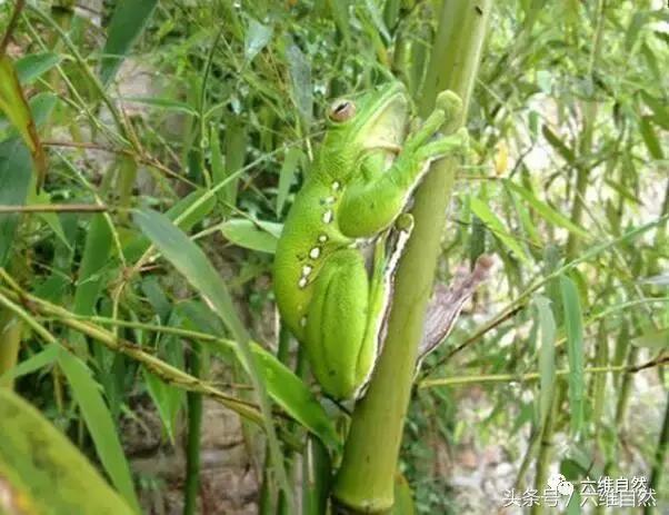 小时候被尿扎到了用什么药,小时候被吓尿裤子长大会有影响吗