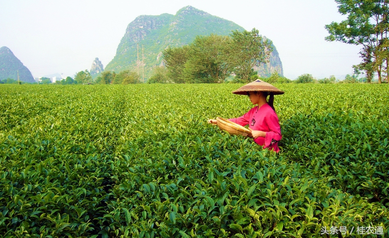 广西为什么适合农业,广西农业哪里最发达