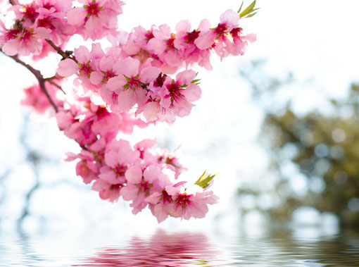 事业运大好财来福来的生肖,财运暴涨事业平步青云的三大生肖