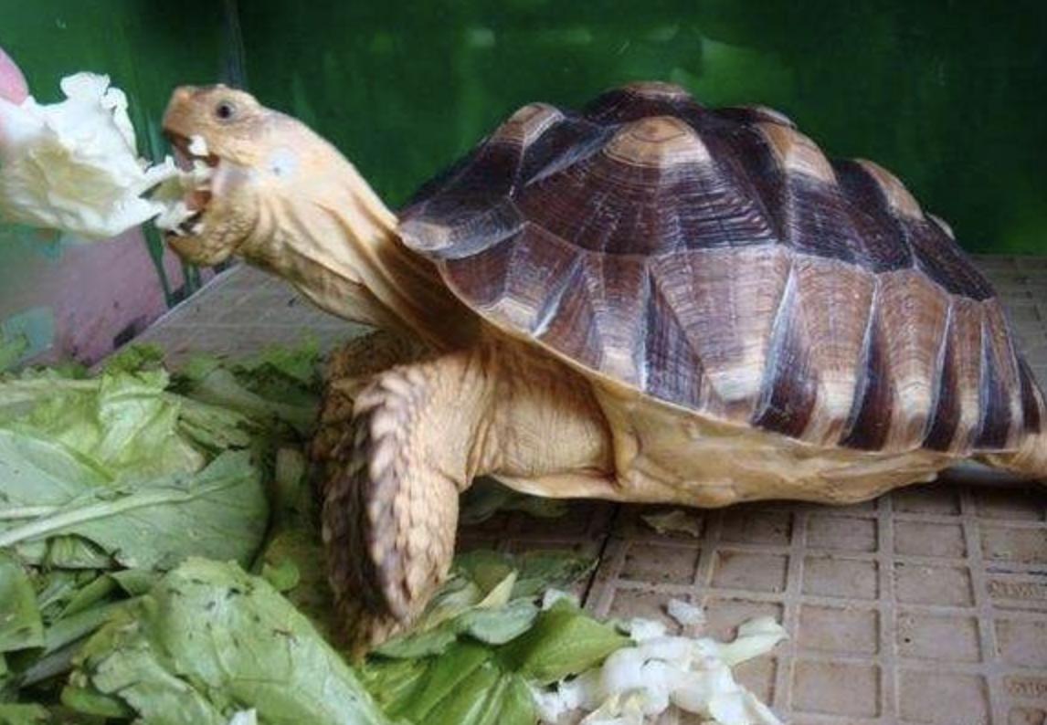 苏卡达陆龟的常见病症,苏卡达陆龟为什么那么凶