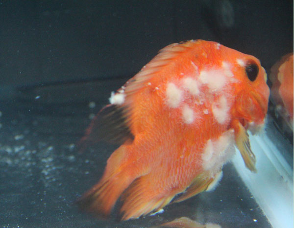 鹦鹉鱼容易出现什么病,鹦鹉鱼最常见的疾病是什么