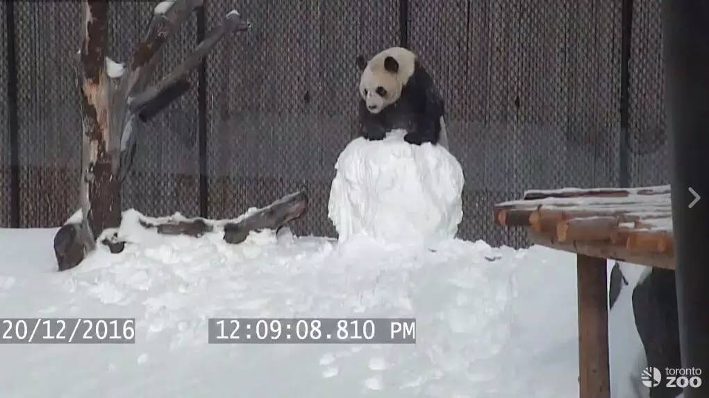 逛老街、扔斧头、高空行走!这样的多伦多,你爱吗?