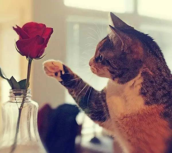 流浪动物救助志愿者全集,遇见流浪动物时怎么做最合适