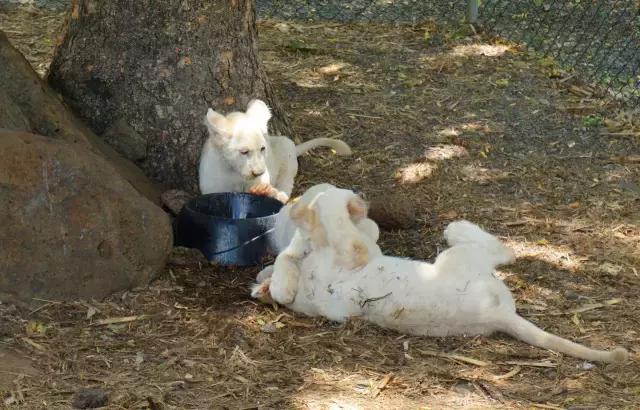 毛里求斯，拿水壶换保时捷的天堂