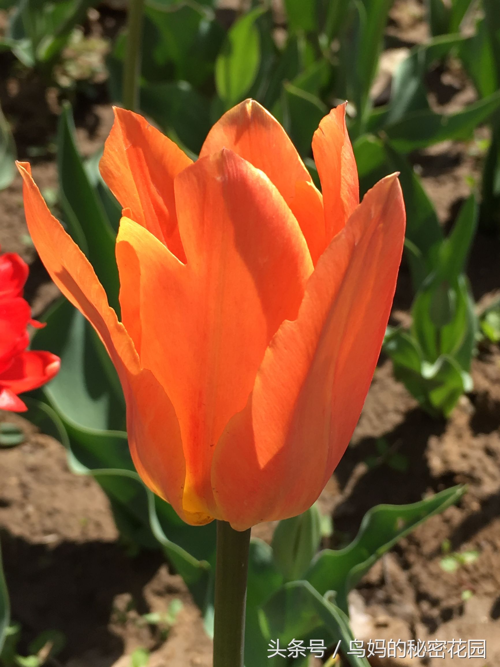 郁金香土培开了花还能复花吗,哪些郁金香花可以复花种植