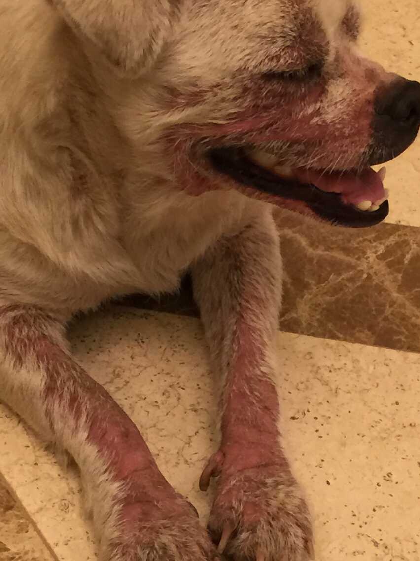 女子捡到一只脱毛的狗,女子捡到一只狗狗