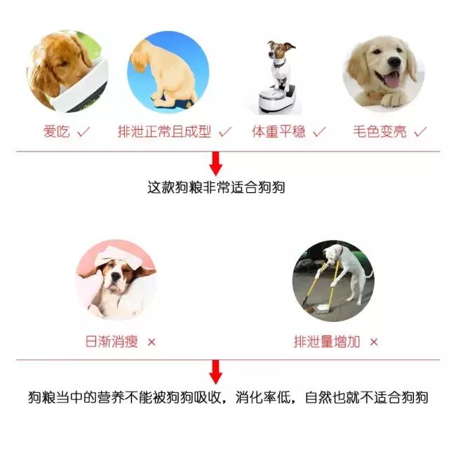 幼犬吃劣质狗粮会怎么样,长期吃劣质狗粮导致肾衰