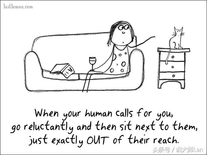 模拟猫咪攻略,驯服猫咪攻略