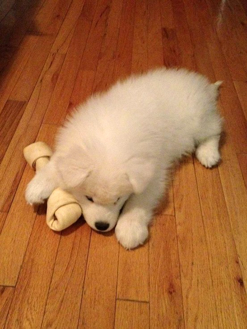 来自北国的雪衣天使，你家里有一只好抱又会自体发热的萨摩耶吗？