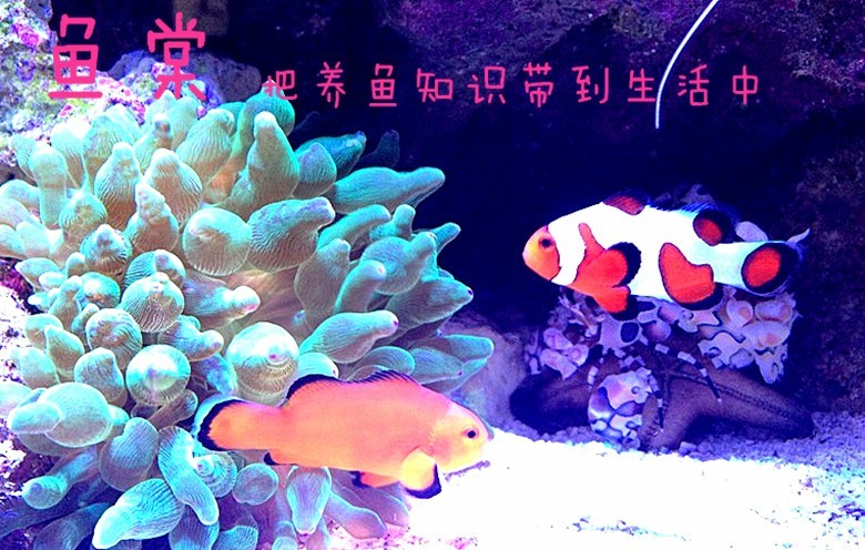 海缸磷酸盐导致褐藻产生原因,海水缸测水质