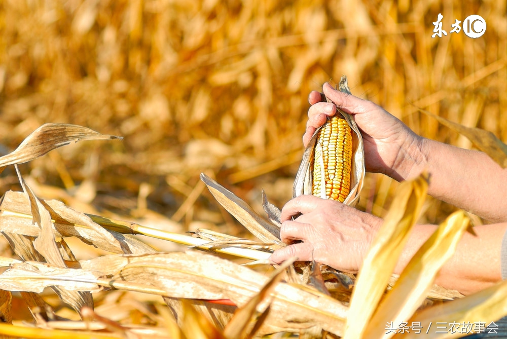 农民卖玉米收粮贩子有什么猫腻,农民卖玉米处理过程注意什么