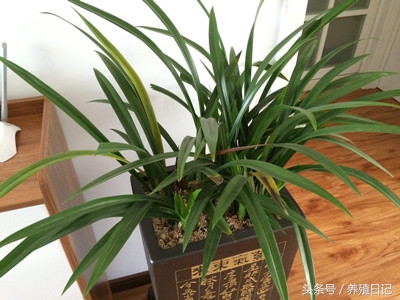 兰花叶子发黄快速补救方法,兰花从根部叶子发黄折断什么原因