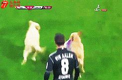 拉布拉多欧洲杯视频,欧洲杯拉布拉多