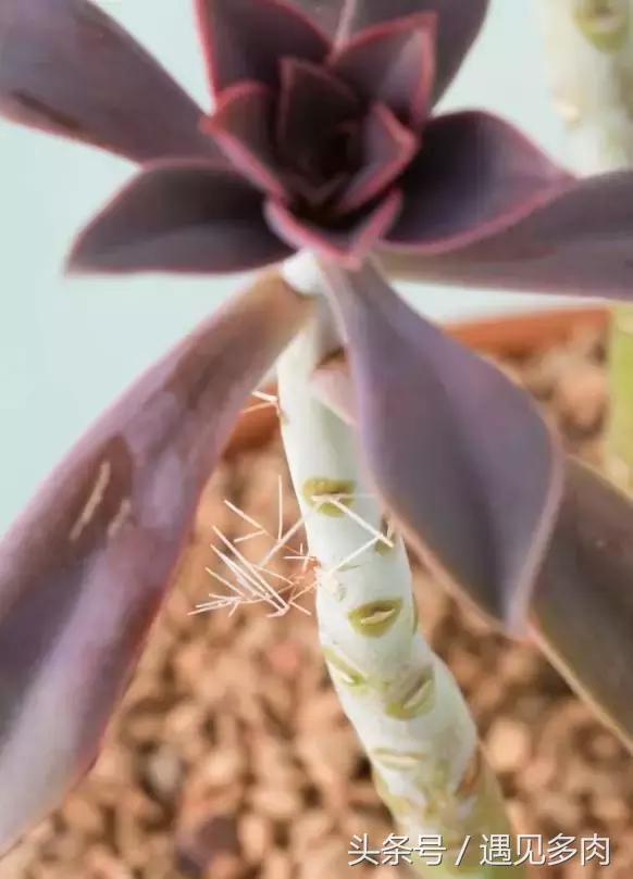 多肉植物贝瑞长了气根,多肉植物长气根怎么办