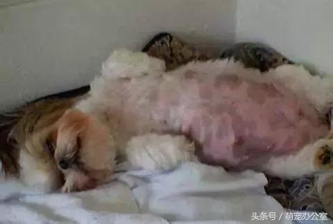 怀孕期的狗狗一定要注意，否则后果不堪设想！