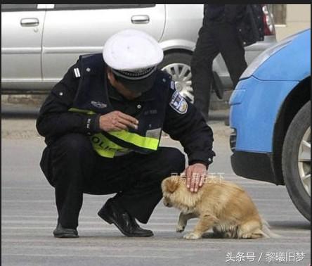 原来动物的世界里也有竞争,动物世界竞争关系