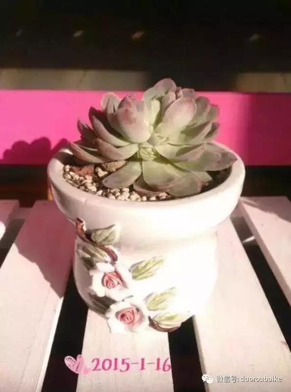 一株多肉治愈整个人心,一棵多肉的逆袭