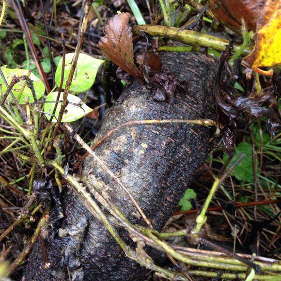 植物界的熊猫,熊猫的医用价值