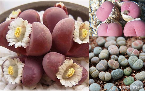 生石花屁股花盆栽,生石花屁屁花种类