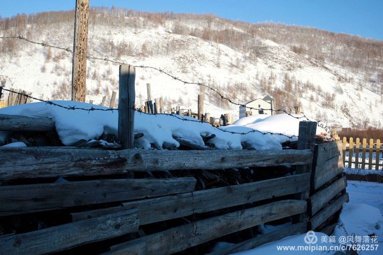 白狐千年等待只为今生相遇,白狼一生只爱一人