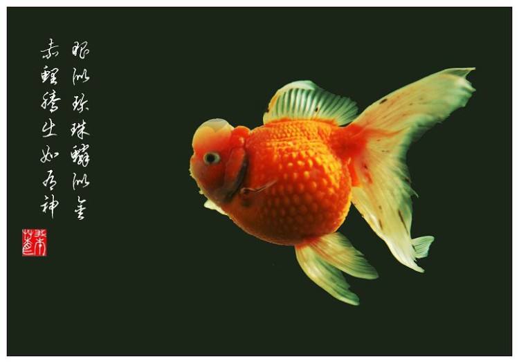 最好养的五种金鱼品种有哪些,金鱼什么品种又大又好看又养不死