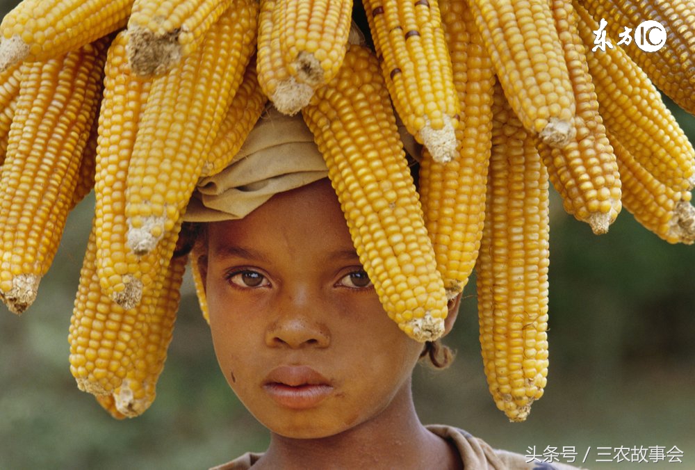 农民卖玉米收粮贩子有什么猫腻,农民卖玉米处理过程注意什么