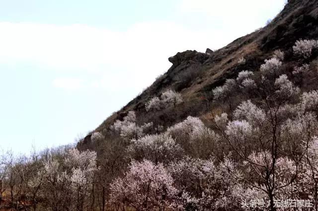 石家庄桃花古镇,石家庄桃花源在哪儿