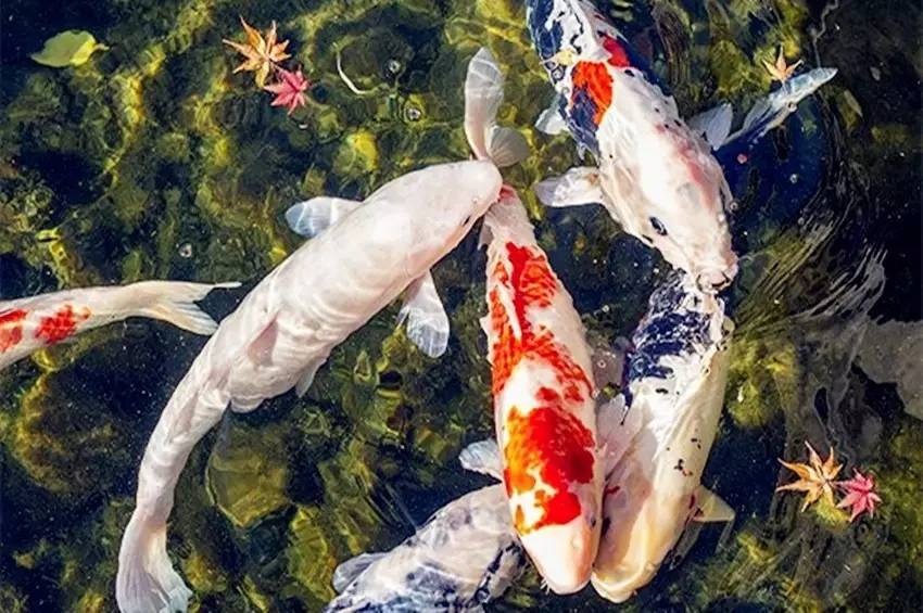 养锦鲤常见病的预防和处理,养锦鲤鱼常有的病怎么预防