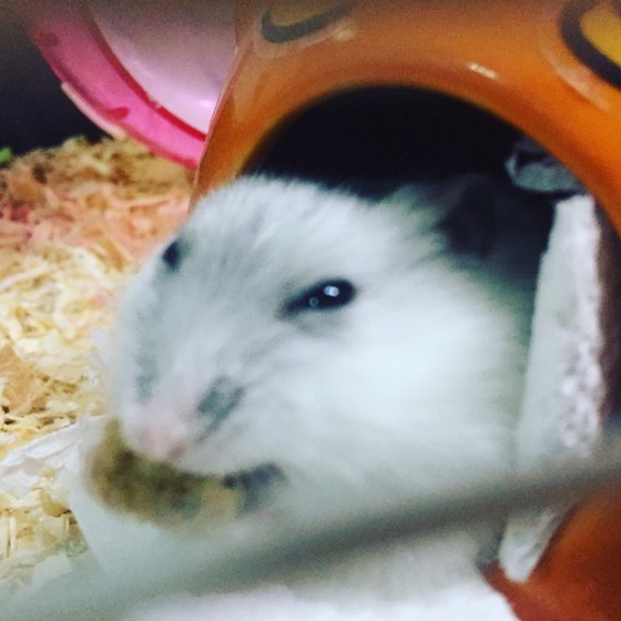 仓鼠日常吃成一只小肥鼠,仓鼠为什么会吃自己生的小仓鼠