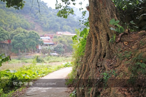 居于涟岸隐于湖，到肇庆体验离尘不离城的精致慢生活