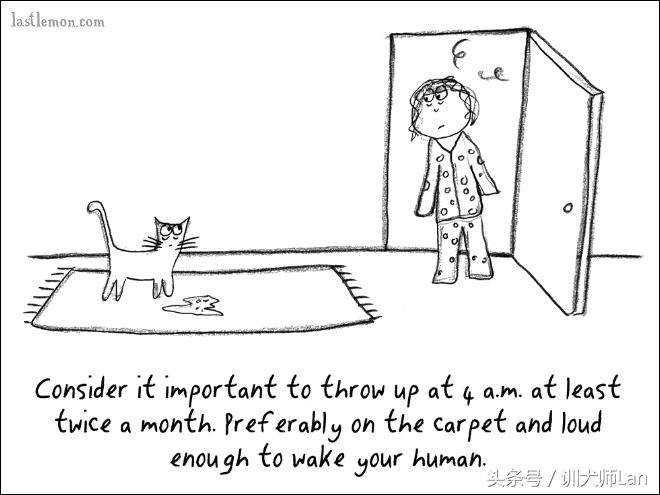 模拟猫咪攻略,驯服猫咪攻略