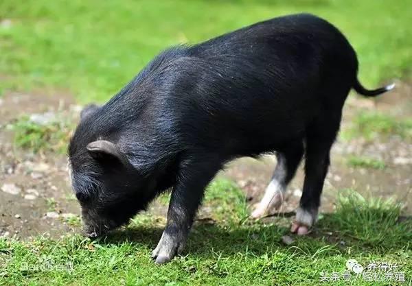 母猪怀孕期不能用哪些药,母猪不受孕打什么消炎针好