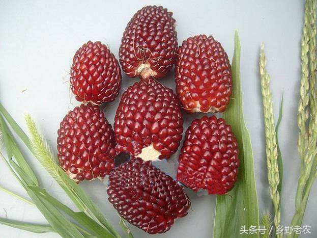 价格便宜又高产玉米种,转基因玉米和非转基因玉米哪个好