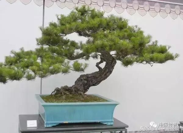 山松移植后黄叶,山松下山桩一月份怎么黄叶了