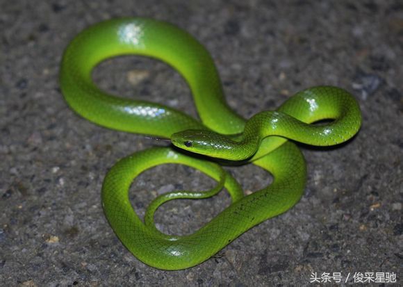 盘点我国毒蛇种类,盘点毒蛇最多的几个国家