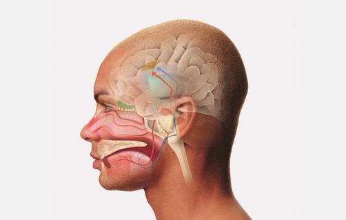 嗅觉味觉失灵挂号挂什么科,哪个医院看嗅觉失灵最好